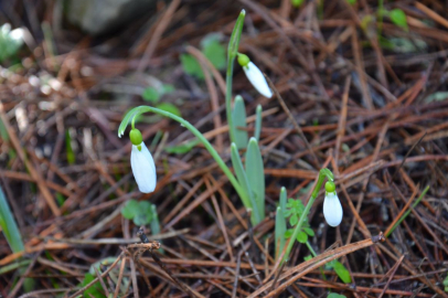 Sakın koparmayın! Tek bir çiçeğin cezası 700 bin liraya dayandı