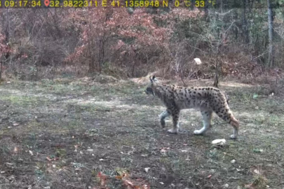 Karabük'ün güzelliği: Nesli tehlikedeki vaşak ve karaca görüntülendi