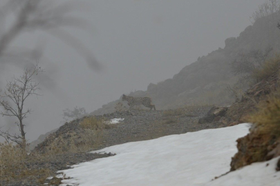 "Ormanın Hayaleti" Gündüz Gözüyle Görüldü: Erzincan Doğasının Zenginliği