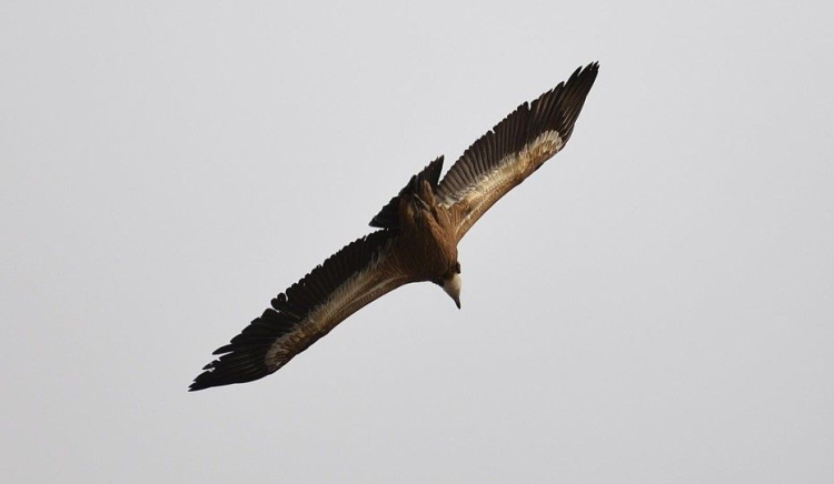 KEMALİYE’DE VAŞAK VE KIZIL AKBABA DOĞAL YAŞAM ALANLARINDA GÖRÜNTÜLENDİ