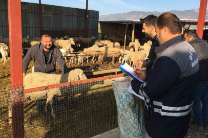 Denizli Hayvancılıkta Rekor Kırdı: 1,6 Milyon Aşı, 545 Milyon TL Destek