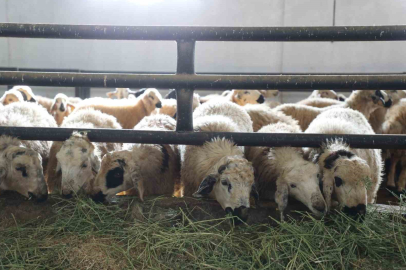 ELAZIĞ'DA KARANTİNA ŞOKU!  6 köyde hayvan giriş çıkışı durduruldu