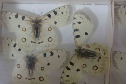 30 Bin Böceklik Müze, Çocuklara Korkusuz Bir Dünya Açıyor