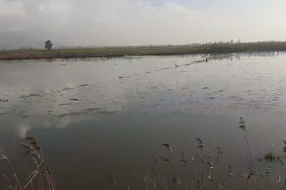 Büyük Menderes Yine Taştı: Aydın’da Tarım Arazileri Sular Altında