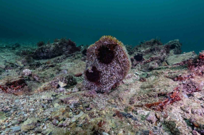 İstanbul’un Sanayi Kalbinde Doğa Sürprizi: Tuzla’da Pina ve Deniz Çayırı