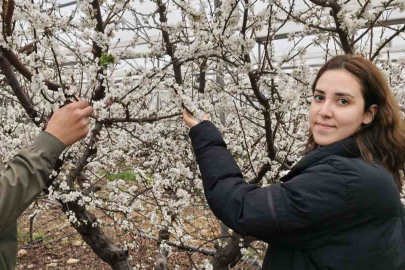Türkiye Kar Altındayken Silifke’de Erikler Çiçek Açtı