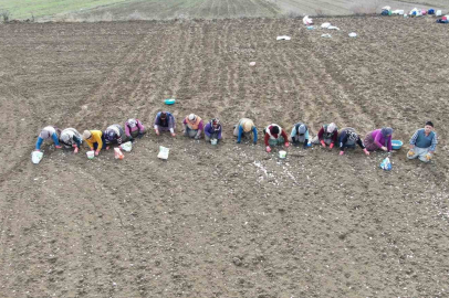 İstanbul’un Kaosunu Bıraktı, "Beyaz Altın"a Sığındı: Günlüğü 1.500 TL