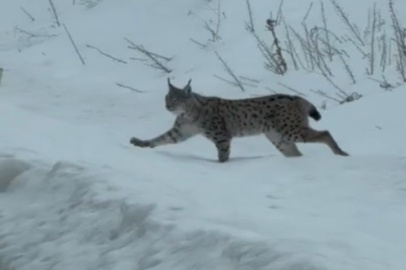 Kediden 5 Kat Büyük, Çok Nadir Görülüyor: Bayburt’ta Vaşak Sürprizi