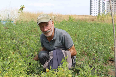 Toprağa Ektiği Tohumlar Ona "Şifa" Olarak Döndü