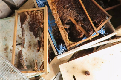 Roma’dan Kalan Mirasa Ayı Pençesi: Konya’da Bal Üreticisi Çaresiz