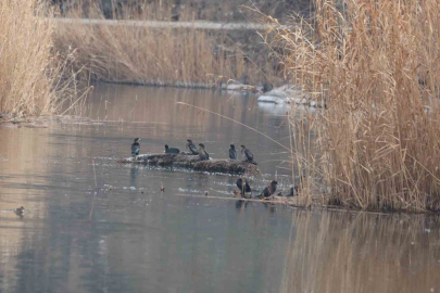 Iğdır’da Ağrı Dağı Milli Parkı’nda 200’ün üzerinde kuş türü tespit edildi
