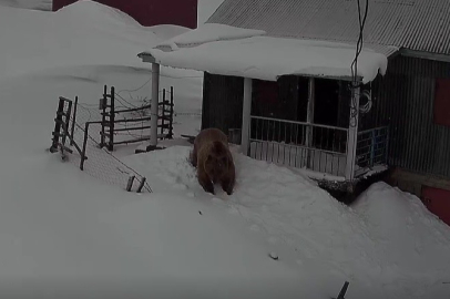 Yazın Yaylacılar, Kışın Ayılar: Sis Dağı’nda Nöbet Değişimi