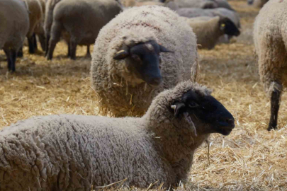 3 Ayda Kesime Geliyor, İkiz Doğuruyor: İşte Yeni Yerli Irk "Bandırma"