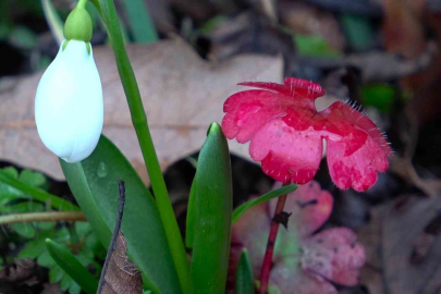 Amasya’da kardelenler açtı, uzmanlardan ‘biyokaçakçılık’ uyarısı
