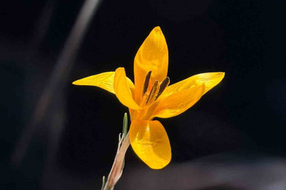 Çameli yaylalarında hangi endemik çiçekler açtı?