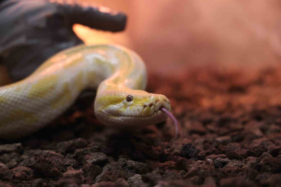 Denizli’den Konya’ya Uzanan Yolculuk: Albino Piton Artık Emin Ellerde