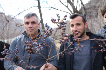 Erzurum’da kar yağarken hurma nasıl dalında kalıyor?