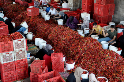 Gaziantep’te İslahiye biberi 60 ülkeye gidiyor