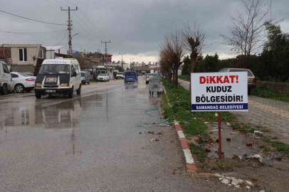 Samandağ’da Kuduz Karantinası: 4 Mahalle Ablukada