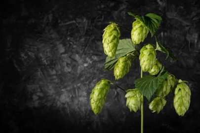 Şerbetçi Otu Ne İşe Yarar? Faydaları ve Olası Zararları