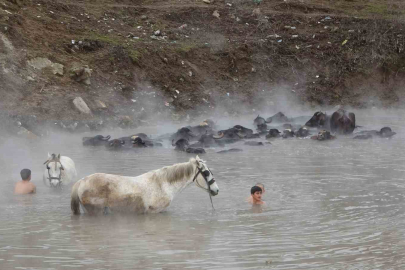 Bitlis’te Kış Masalı: Mandalar ve Atlar 40 Derecelik "Doğal Jakuzi"de