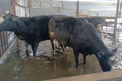 Aydın Koçarlı’da Su Alarmı: Hayvan Damları Sular Altında