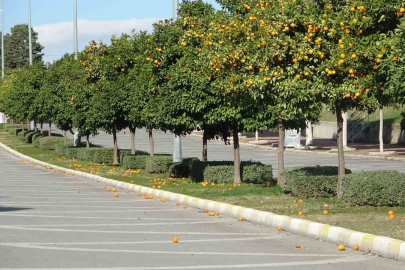 Fırtınadan Geriye Bu Manzara Kaldı: Kaldırımlar Turunç Tarlasına Döndü