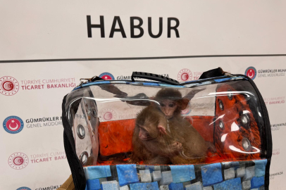 2025’te 85 Bin Canlı Hayvan Kaçakçılığı Engellendi