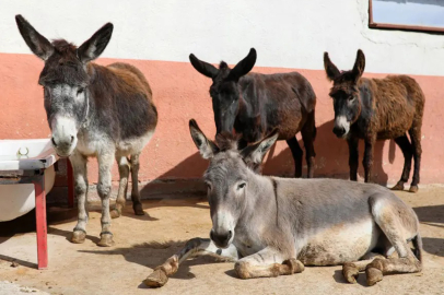 Anadolu'nun Sessiz Vedası: At, Eşek ve Katırlar Tarihe Karışıyor