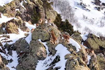 Erzincan’da Zirvede Görüntülendiler: Munzur’da Dağ Keçileri Sürü Halinde