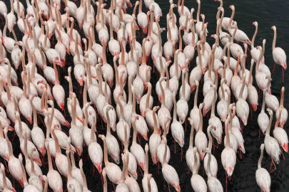 İzmit Körfezi "Pembeye" Boyandı: Flamingoların Dönüşü Umut Oldu