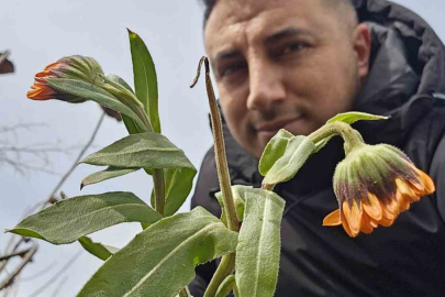 Bitlis’te Mevsimler Karıştı: Karın İçinden "Güneş" Gibi Doğdular