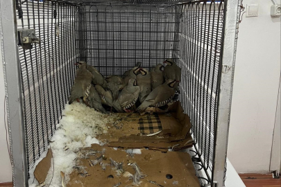 Van’da Ev Bahçesinde Yakalandı: 14 Kekliğe 75 Bin TL Ceza