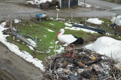 Bitlis'te Göç Etmeyen Leylek Şaşırtıyor: 3 Yıldır Köyün Sakini Oldu