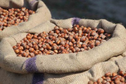 Fındıkta Kirli Oyun İddiası: "Tekelci Firma Sigorta Stoklarını Açtı"