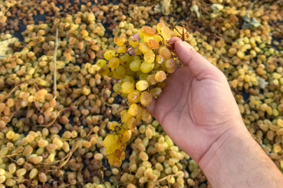 Aynı Bağdan Aynı Lezzet: Asıl Zorluk Nerede Başlıyor?