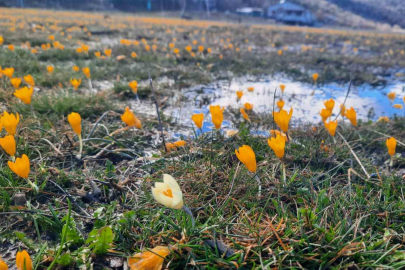 Konya’da Baharın Müjdecisi: Bartlı Yaylası Çiğdemlerle Renklendi