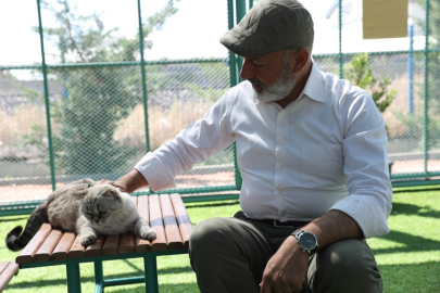 Kedi Kasabası'nda Rekor Ziyaret: 65 Bin Kişi Küçük Dostları Seçti