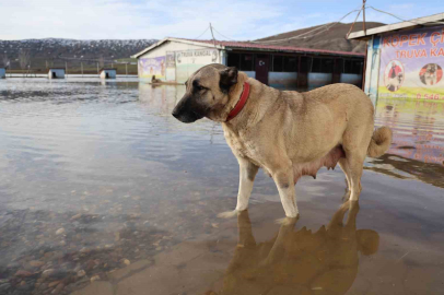 Sivas’ta Kar Erimesi Taşkına Dönüştü: Kangal Çiftliği Sular Altında Kaldı!