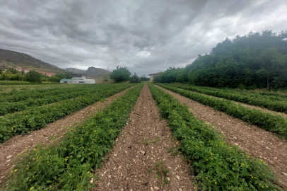 TÜİK Verisi: Tarımda Fiyat Artışı Yüzde 43’ü Aştı