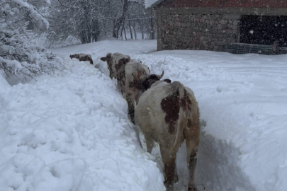 Tunceli Ovacık’ta Kar Esareti: İnekler Boyu Aşan Karlarda Kayboldu