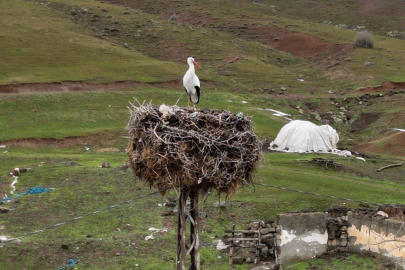 Türkiye’de Alışılmışın Dışında: Göç Etmeyen Leylek