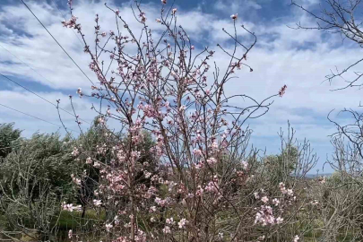 Yalancı bahar aldattı, badem ağaçları çiçek açtı