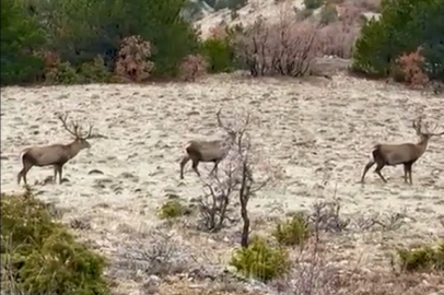 Bolu'da Görsel Şölen: Dev Kızılgeyik Sürüsü Görüntülendi