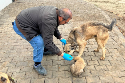 Adıyaman’da Atıktan Mamaya: Günde 400 Kilo Üretim