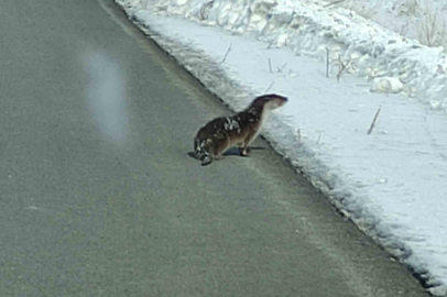 Ardahan-Kars Yolunda Nadir Görüntü: Karda Yürüyen Misafir
