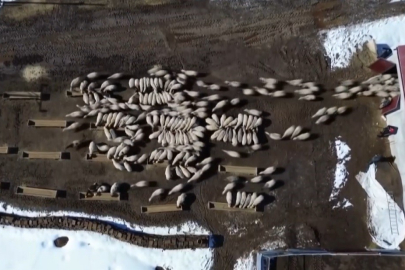 Bayburt'ta Hayvancılığa Dev Destek: 50 Milyon Liralık Yem Dağıtıldı