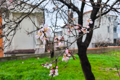 'Yalancı Bahar' Alarmı: Meyve Ağaçları Şubat'ta Çiçek Açtı