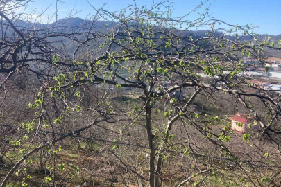 Giresun'da Fındık Alarmı: Erken Uyanma Sonrası Sigorta Uyarısı Geldi