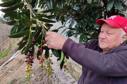 Giresun’da Yalancı Bahar: Şubat Ayında Karayemiş ve Dut Meyve Verdi